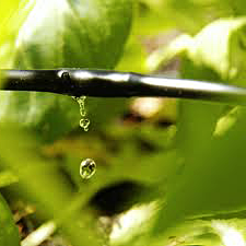 a drip line irrigating a matuer planting bed